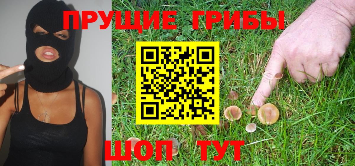 Псилоцибиновые грибы Psilocybe Домодедово